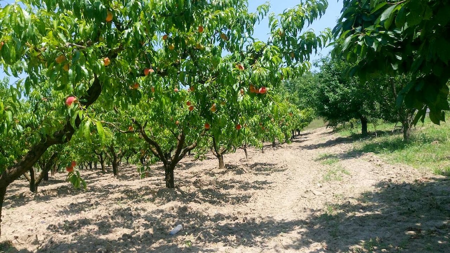 ikizce-emlak-sedat-varol (1)